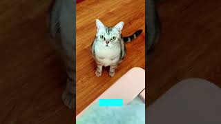 Cat Lover 🐈‍⬛ funny cats fighting 😾 FunnyCats Part 1997 [upl. by Ilime]