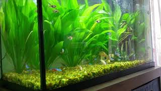 Jungle Amazon Sword plants  Echinodorus amazonicus with Community fish [upl. by Naujit111]