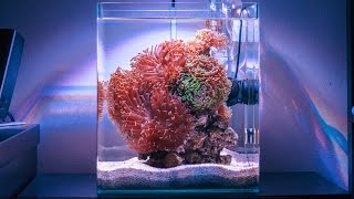 Hammer Heaven Reef Tank Absolutely STUNNING [upl. by Lessard]