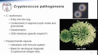 4 Cryptococcus [upl. by Waylin]