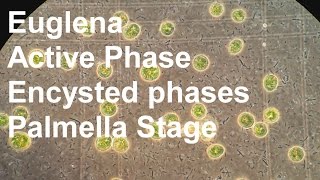 Algae cultivation  Euglena [upl. by Arev]