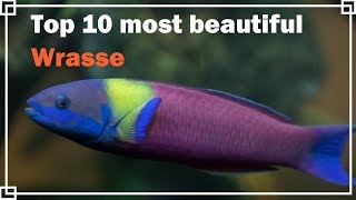 Top 10 most beautiful Wrasse [upl. by Certie]