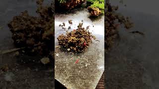 Springtails 🐞🪲 mossgarden srilanka minigarden mininature springtails viralshorts nature [upl. by Severson]