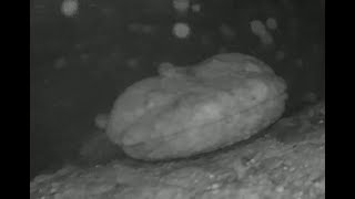 Hellbender nest camera Susquehanna River basin fall 2024 [upl. by Katey644]