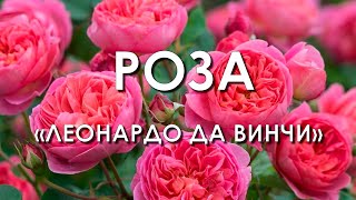 Обзор сорта розы quotЛеонардо да Винчиquot характеристики свойства фото [upl. by Yecniuq]