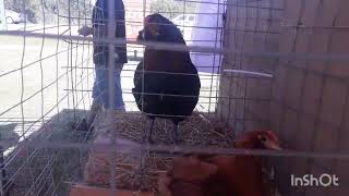 Gallinas Mapuche Uruguay  Exposición de aves Estación Atlántida 2024 [upl. by Doughty]