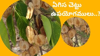 Pterocarpus marsupium  about  benefits in Telugu  ఏగిస చెట్టు ఉపయోగములు [upl. by Otter883]