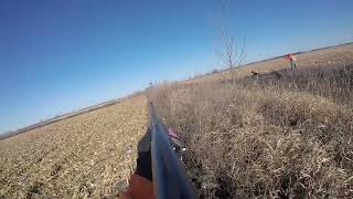 Pheasant Hunting in North Dakota 2023 GOPR0037 [upl. by Martijn653]