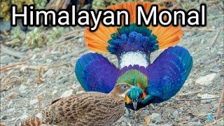 himalayan monal  himalayan monal sound [upl. by Bryn]