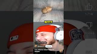 cat funny reaction memes ytshorts gaming [upl. by Ichabod]