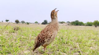 Teetar sound  teetar awaz  teetar ki awaz  dakhni teetar ki awaz [upl. by Javed508]