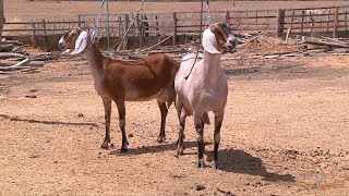 Criação de cabras leiteiras desperta pecuaristas no interior do Piauí [upl. by Nodanrb]