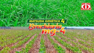 Confira as características da Brachiaria brizantha MG4 [upl. by Anirual543]