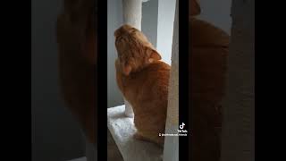 Another cat diary entry catlover catsruleeverythingaroundme cuteanimals cutepets [upl. by Neerom149]