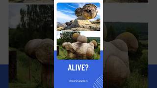 Living Stones trovants armenia naturalwonder armeniatravel youtubeshorts shortfeed [upl. by Nuahsor]