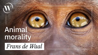 95 of your behavior is primate behavior  Frans de Waal [upl. by Airdnas]