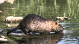 Nutria Coypu and fish Pesca along the Bisenzio River Prato Italy [upl. by Sanoj]