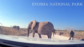 Exploring Etosha National Park A Wildlife Adventure [upl. by Drofub]