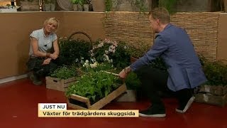 Victoria Skoglund tipsar om växter för trädgårdens skuggsida  Nyhetsmorgon TV4 [upl. by Akilak]