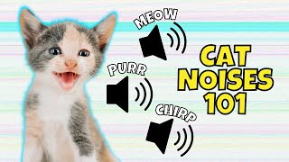 8 Common Cat Noises amp What They Mean [upl. by Aidaas]