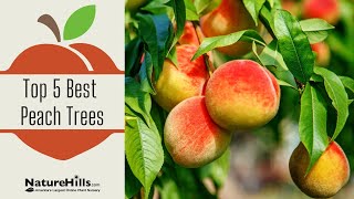 Top 5 Best Peach Trees  NatureHillscom [upl. by Godfree831]