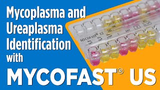 MYCOFAST® US for Mycoplasma and Ureaplasma Identification [upl. by Allecram]