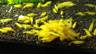 Yellow Fire Neocaridina Heteropoda [upl. by Gainor]