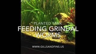 Feeding Grindal Worms to Fish and Fry [upl. by Giuliana]