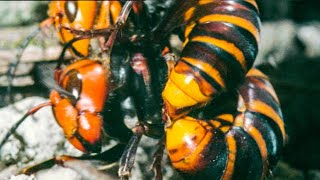 Hornet Queen Murdered By Her Own Daughters  Buddha Bees and The Giant Hornet Queen  BBC Earth [upl. by Eugor]