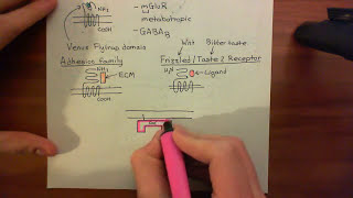 Adenylyl Cyclase Part 2 [upl. by Elamef]