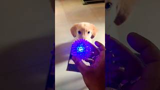 Leo new toy😍🥰 cutepuppies💜💙 shorts shortsviral funnyshorts youtubeshorts trendingsong [upl. by Beulah]