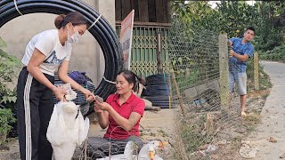 Wife catches ducks to sell Husband fences around the house [upl. by Yffub900]