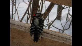 Mangeoires doiseaux en rondins et bûches de Bouleau [upl. by Tempa]