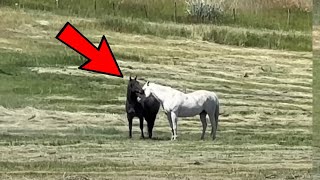 Woman’s Filming When Black Horse Acts Unexpectedly To Older Horse In Herd [upl. by Nolyat434]