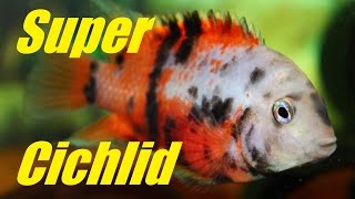 Beautiful Aquarium Fish  Convict Cichlids with Crazy Color Rare [upl. by Orten]