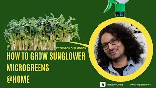 How to grow Sunflower microgreens at home A StepbyStep Guide 2024 [upl. by Limann]