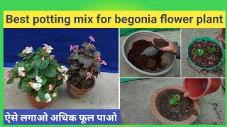 Best potting mix for begonia plant [upl. by Vigen802]