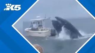 Breaching whale capsizes boat [upl. by Ecitnerp]