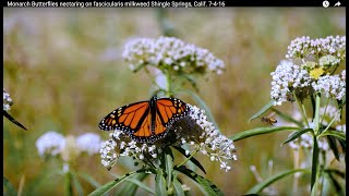 Monarch Butterflies nectaring on fascicularis milkweed Shingle Springs Calif 7416 [upl. by Jeremiah]