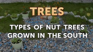 Types of Nut Trees Grown in the South [upl. by Aleydis]