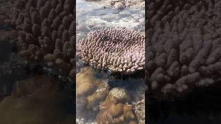 Acropora hemprichii pink coral live shorts youtubeshorts [upl. by Ecnar]