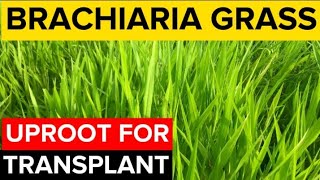 How To TRANSPLANT Brachiaria Grass  Mulato Grass [upl. by Etnomal426]