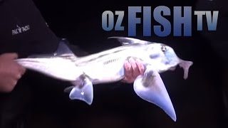 Oz Fish TV Season 3 Episode 10  Westernport Landbased [upl. by Euqinorev]