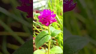 gomphrena grown from seed [upl. by Koren649]