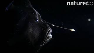 Bioluminescent anglerfish deep sea fish from Atlantic Ocean off Cape Verde Captive [upl. by Anauqahs]