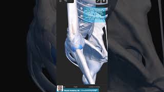 Visual Anatomy 3D  Facts about the Annular Ligament of Radius [upl. by Anytsirk]