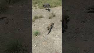 Komodo dragon wants to attack on buffalo wildlife komodonationalpark komodoisland indonesia [upl. by Eveiveneg]