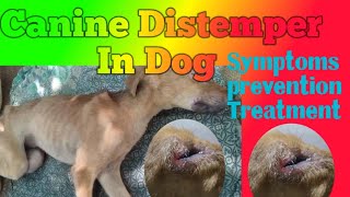 Canine Distemper in Dogs  CD in dogs  Diagnosis prevention and Treatment of CD in Dog [upl. by Brana]