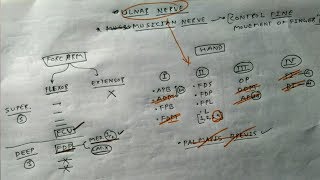 Ulnar Nerve 1 Muscular Branches Overview Chart  TCML [upl. by Jaala]