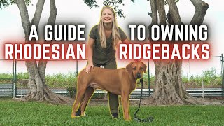 A Guide to Owning a Rhodesian Ridgeback dog  The AFRICAN LION Hunters [upl. by Constantina]